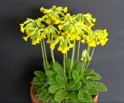 Primula veris
